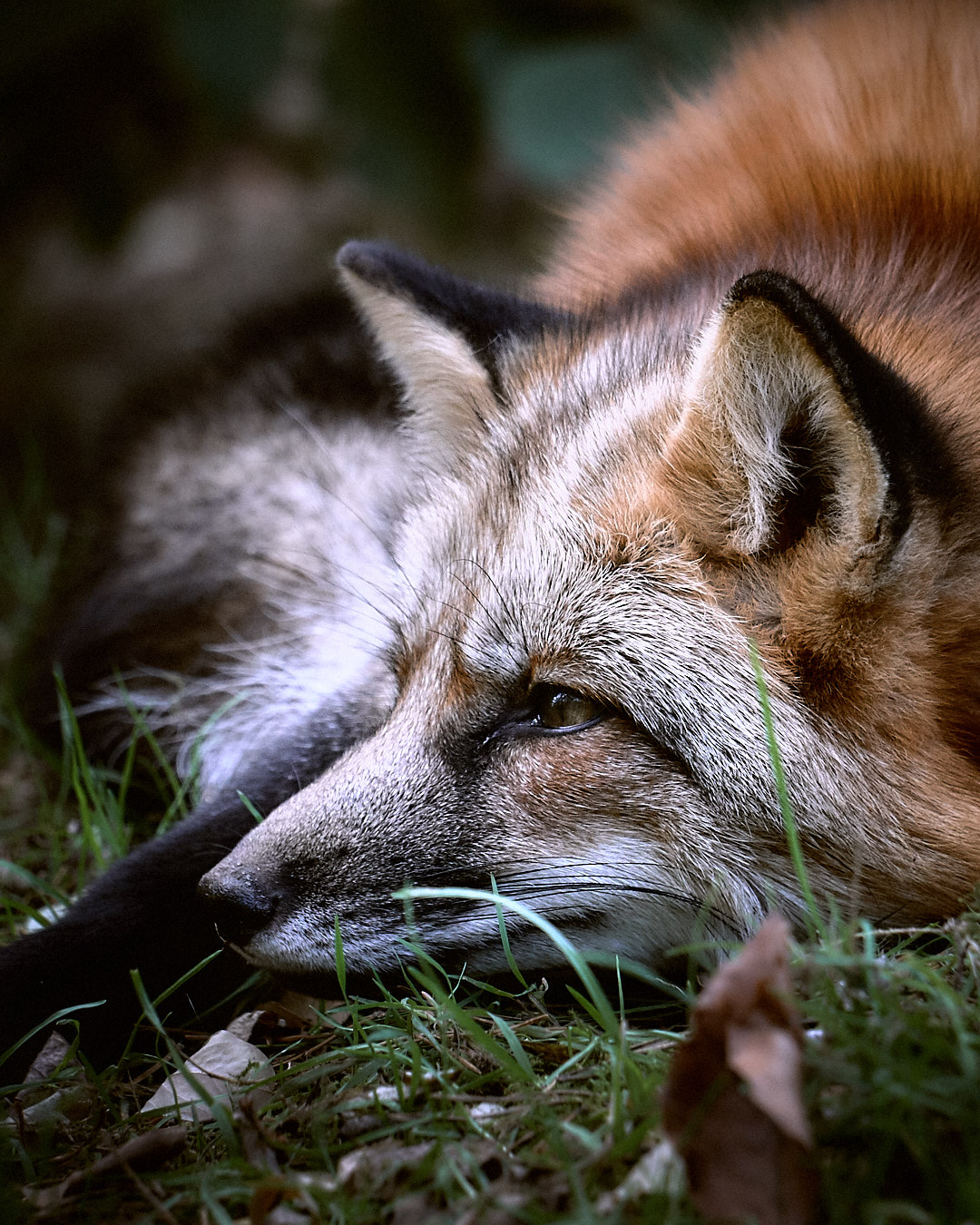 Wildnispädagogische Naturerkundung auf der Spessartfährte
