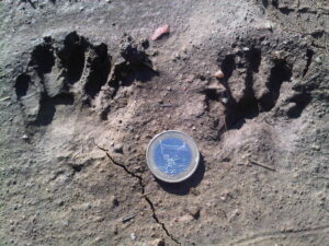 Trittsiegel am Ortsrand