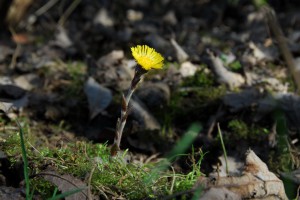 Kräuter & Heilpflanzen unserer Ahnen Seminar Wurzeltrapp Wildnisschule