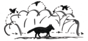 Vogelsprache Popcorn