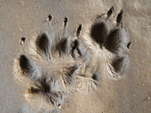 Fährtenlesen auf der Spessartfährte Kurs Wurzeltrapp Wildnisschule