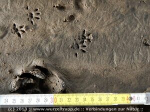 Fährtenlesen lernen Trittsiegel Rätsel