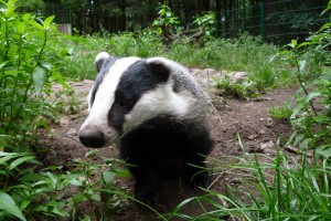Der Dachs - Wildtiere und Fährtenkunde - Wurzeltrapp WIldnisschule