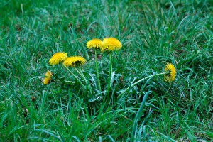 Löwenzahn Kräuter vor deiner Tür Wurzeltrapp Wildnisschule