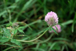 Klee Wildkräuter vor deiner Tür