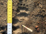 Der Dachs - Trittsiegel hinten - Wildtiere und Fährtenkunde - Wurzeltrapp Wildnisschule