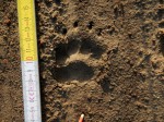 Der Dachs - Trittsiegel vorne - Wildtiere und Fährtenkunde - Wurzeltrapp WIldnisschule