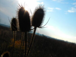 Kräuter & Heilpflanzen unserer Ahnen Seminar Wurzeltrapp Wildnisschule
