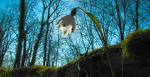 Streifzüge durch die 4 Jahreszeiten Wurzeltrapp Wildnisschule