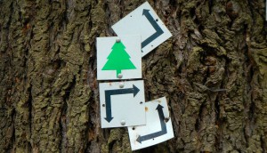 Herzroutinen für tiefe Verbindungen zur Natur Seminar Wurzeltrapp Wildnisschule