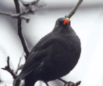 Amsel Vögel Vogelsprache Wurzeltrapp Wildnisschule