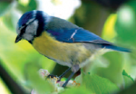 Blaumeise Vögel Vogelsprache Wurzeltrapp Wildnisschule