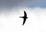 Schwalbe Vögel Vogelsprache Wurzeltrapp Wildnisschule