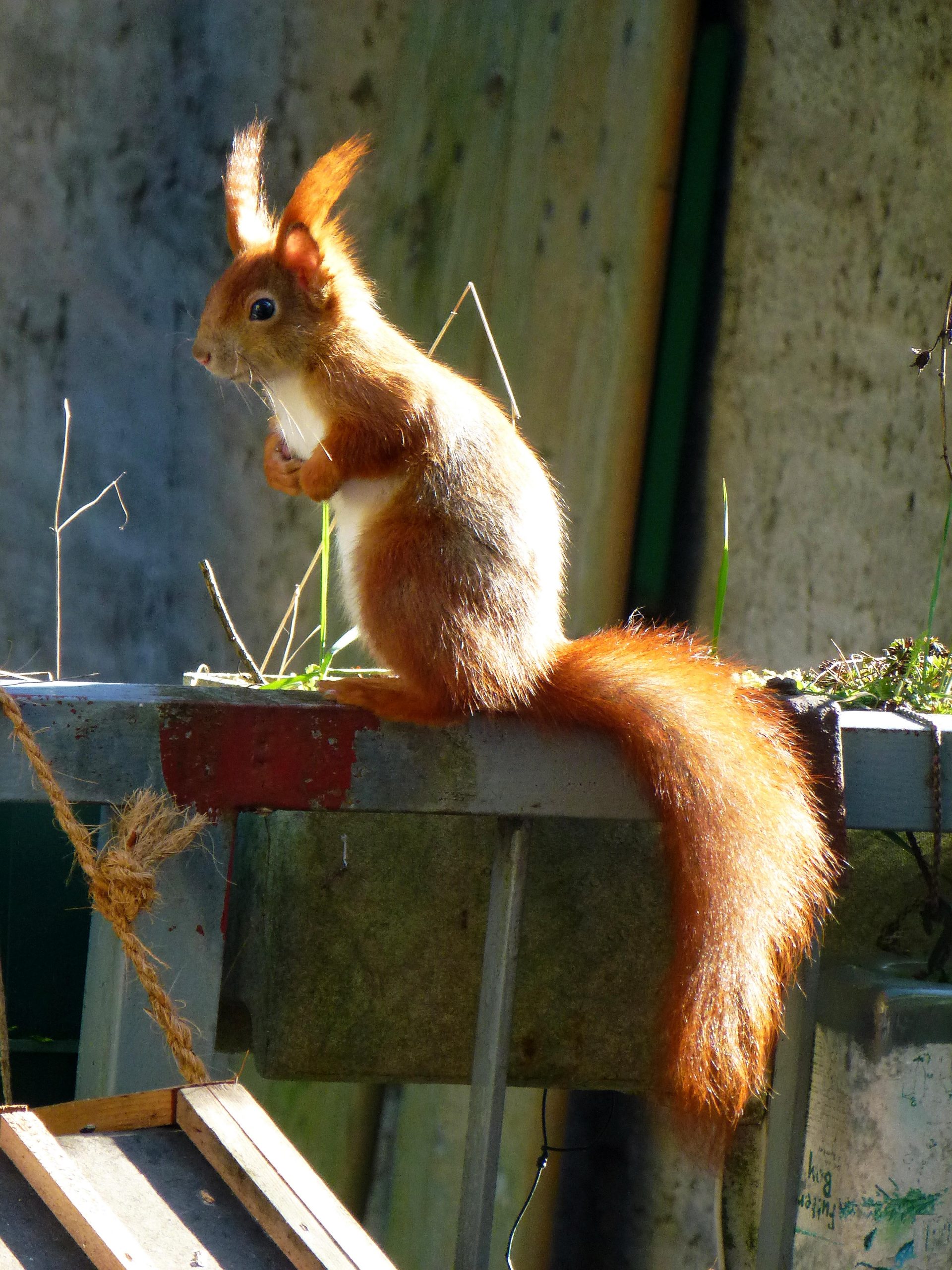 Das Eichhörnchen - Wildtiere und Fährtenkunde - Wurzeltrapp WIldnisschule