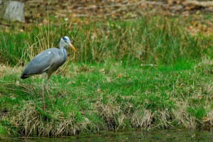 Der Graureiher Wildtiere und Fährtenkunde Wurzeltrapp Wildnisschule