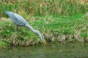 Der Graureiher Wildtiere und Fährtenkunde Wurzeltrapp Wildnisschule