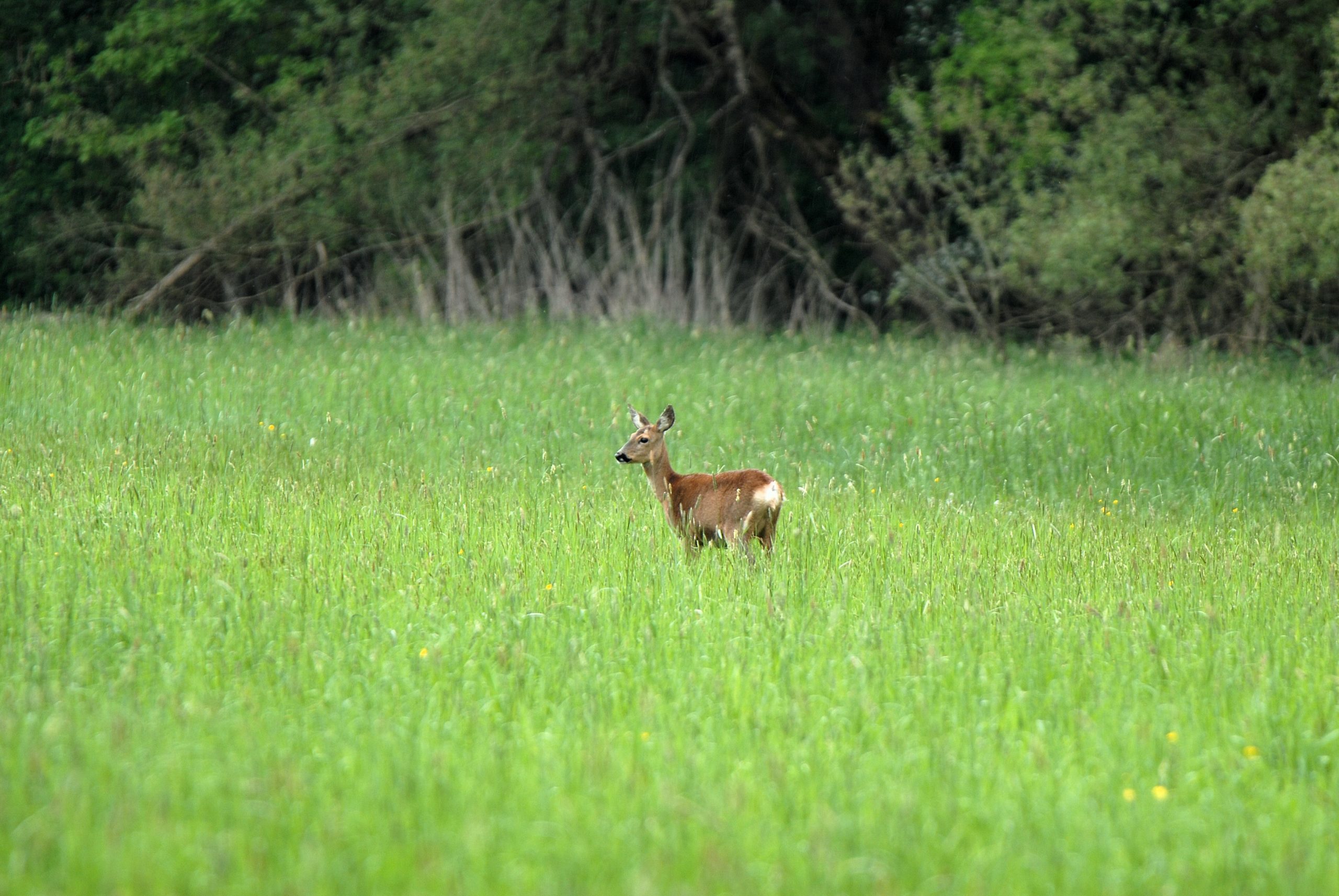 Das Reh Wildtiere und Fährtenkunde Wurzeltrapp Wildnisschule