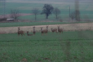 Das Reh Ein Sprung Rehe Wildtiere und Fährtenkunde Wurzeltrapp Wildnisschule