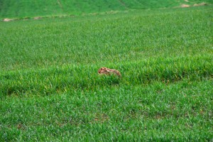 Hase in der Sasse - Wildtiere und Fährtenkunde Wurzeltrapp Wildnisschule