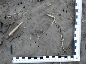 Trittsiegel Spur Fußabdruck vom Hase - Wildtiere und Fährtenkunde Wurzeltrapp Wildnisschule