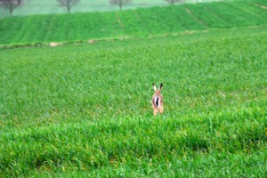 Hase schlägt Haken rennt - Wildtiere und Fährtenkunde Wurzeltrapp Wildnisschule