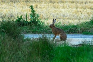 Der Hase - Wildtiere und Fährtenkunde Wurzeltrapp Wildnisschule