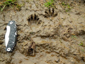 Trittsiegel Spuren Fußabdrücke vom Waschbär - Wildtiere und Fährtenkunde Wurzeltrapp Wildnisschule