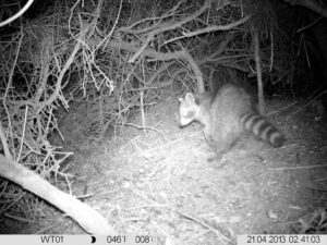 Der Waschbär auf Beutezug - Wildtiere und Fährtenkunde Wurzeltrapp Wildnisschule