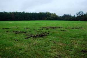 Wildschwein auf Nahrungssuche - Gebrochene Wiese - Wildtiere und Fährtenkunde