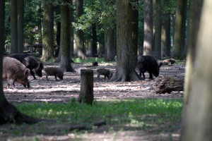Eine Rotte Wildschweine - Wildtiere und Fährtenkunde Wurzeltrapp Wildnisschule