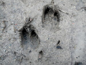 Trittsiegel Spuren Fußabdruck vom Wildschwein - Wildtiere und Fährtenkunde