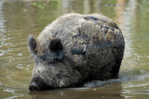 Das Wildschwein - Wildtiere und Fährtenkunde Wurzeltrapp Wildnisschule