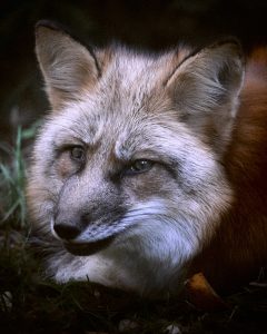Ein Tag mit dem Fuchs - Fokustag für Fährtenleser - Wurzeltrapp Wildnisschule - Foto: Axel Trapp