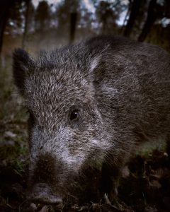 Fokustage für Fährtenleser - Ein Tag, ein Wildtier - Wurzeltrapp Wildnisschule