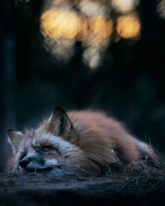 Ein Tag mit dem Fuchs - Fokustage für Fährtenleser - Wurzeltrapp Wildnisschule - Foto: Axel Trapp