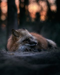 Menschen wissen nicht was um sie herum passiert - Wurzeltrapp Wildnisschule