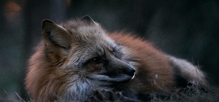 Menschen wissen nicht was um sie herum passiert - Wurzeltrapp Wildnisschule