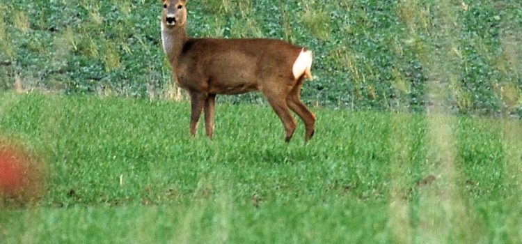 Was macht das Reh am Donnerstag Fokustage für Fährtenleser Wurzeltrapp Wildnisschule