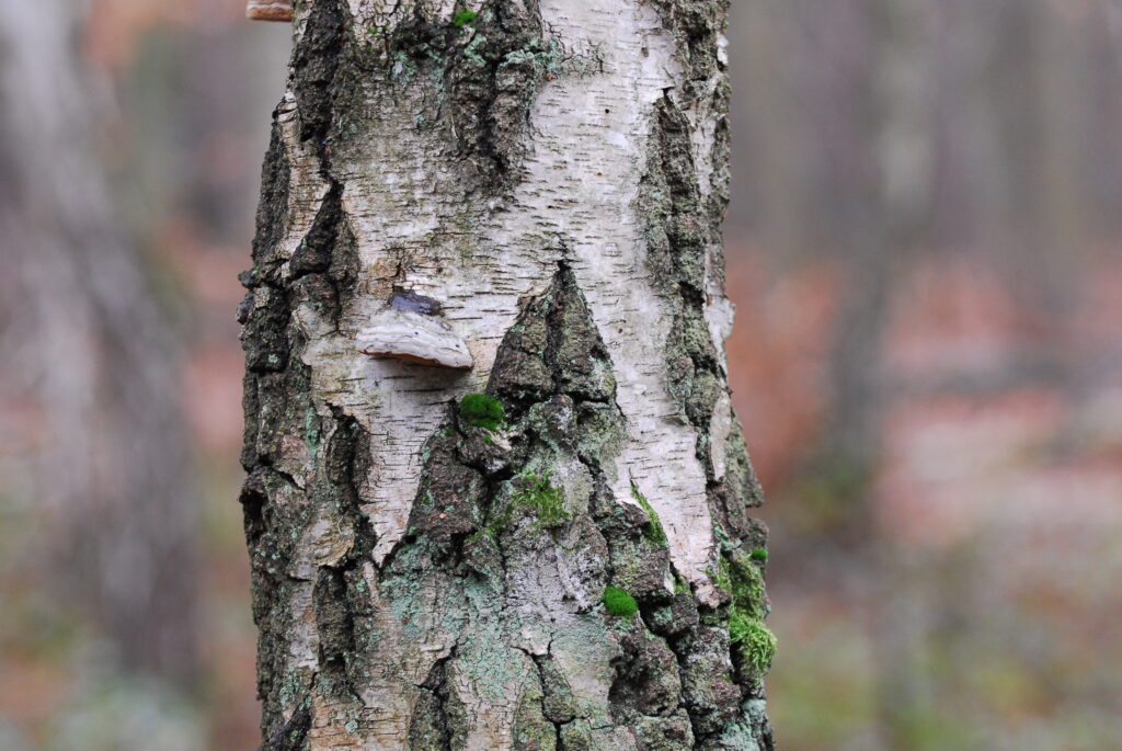 Die Farben der Natur - Färben mit der Birkenrinde - Wurzeltrapp Wildnisschule