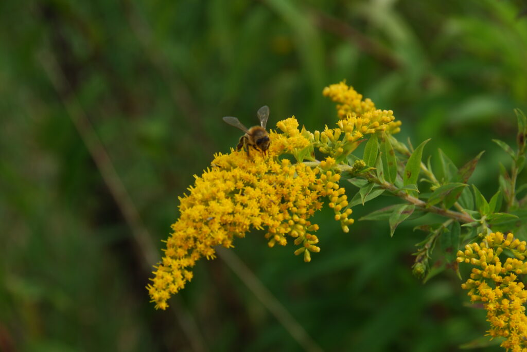 Die Farben der Natur - Färben mit der Goldrute - Wurzeltrapp Wildnisschule