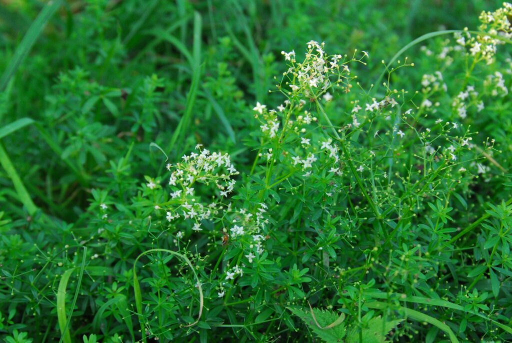 Färben mit dem Labkraut - Wurzeltrapp Wildnisschule