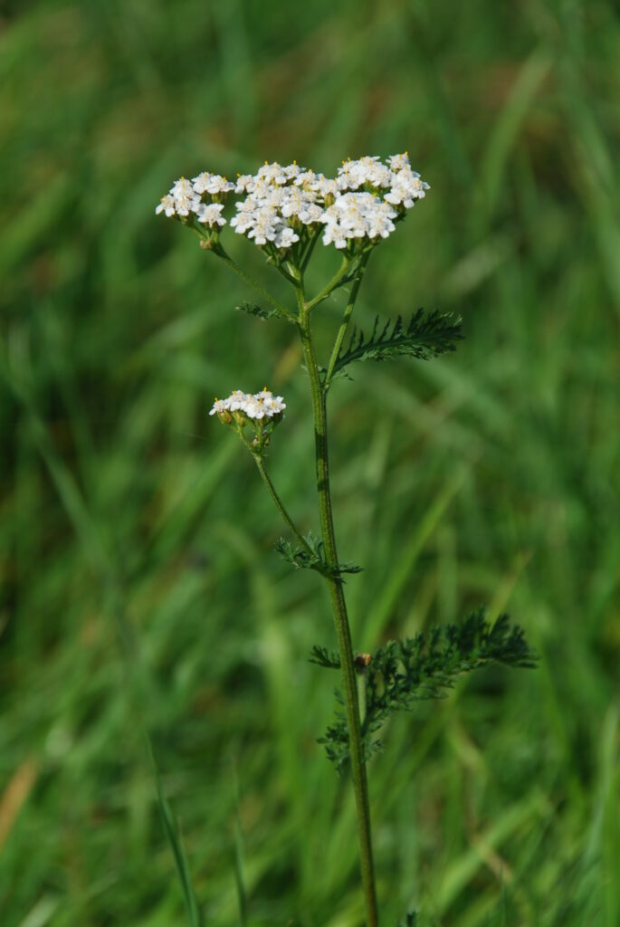 Färben mit der Schargarbe - Wurzeltrapp Wildnisschule