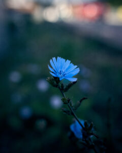 Die Farben der Natur - Färben mit Pflanzen - Wurzeltrapp Wildnisschule