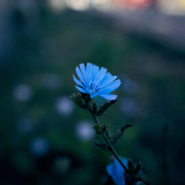 Die Farben der Natur – Mit Pflanzen färben