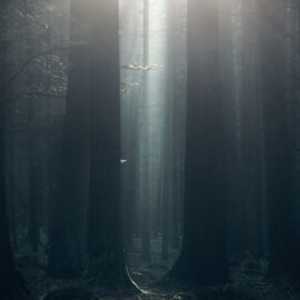 Wald-Meditationen Wald-Meditationen
