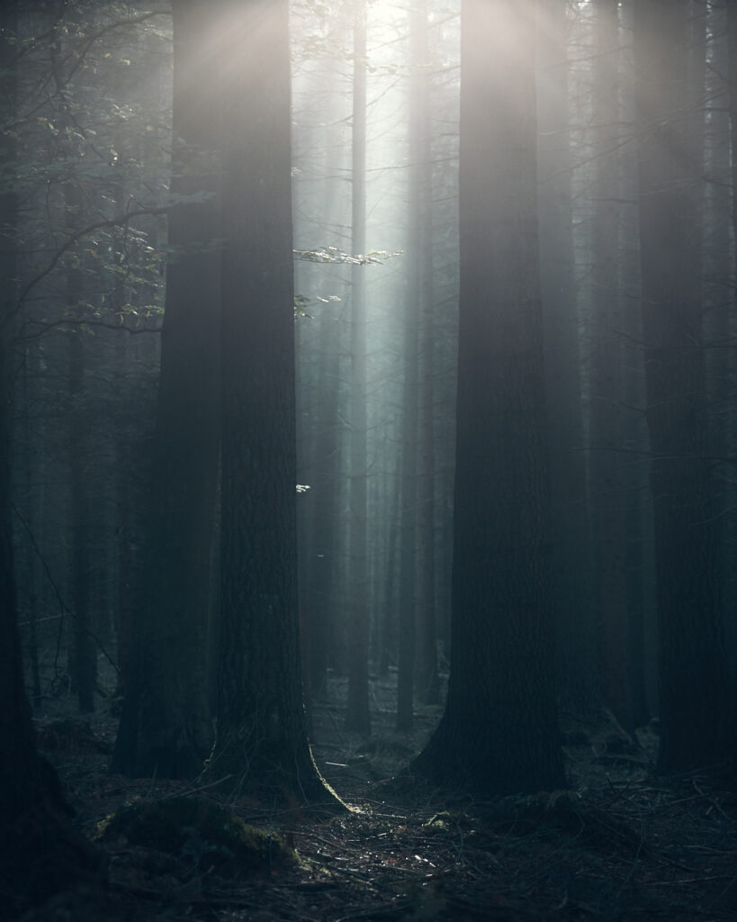 Natur Sitzplatz Wurzeltrapp Wildnisschule