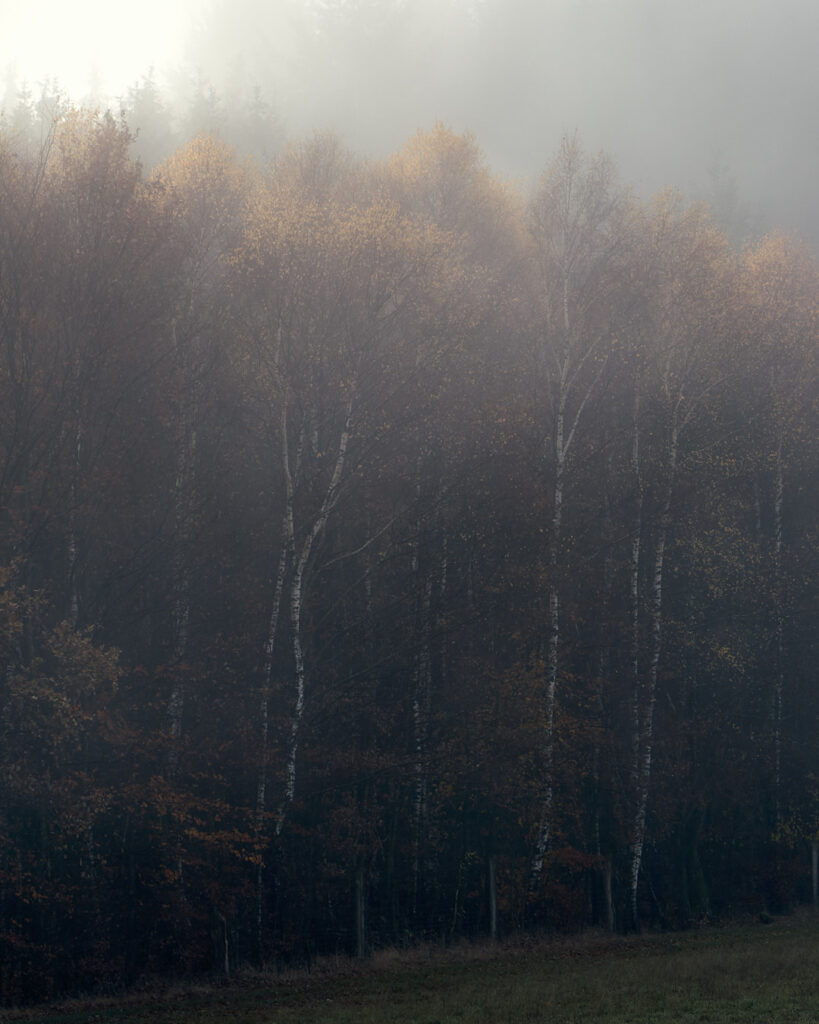 Wald-Meditationen Wurzeltrapp Wildnisschule