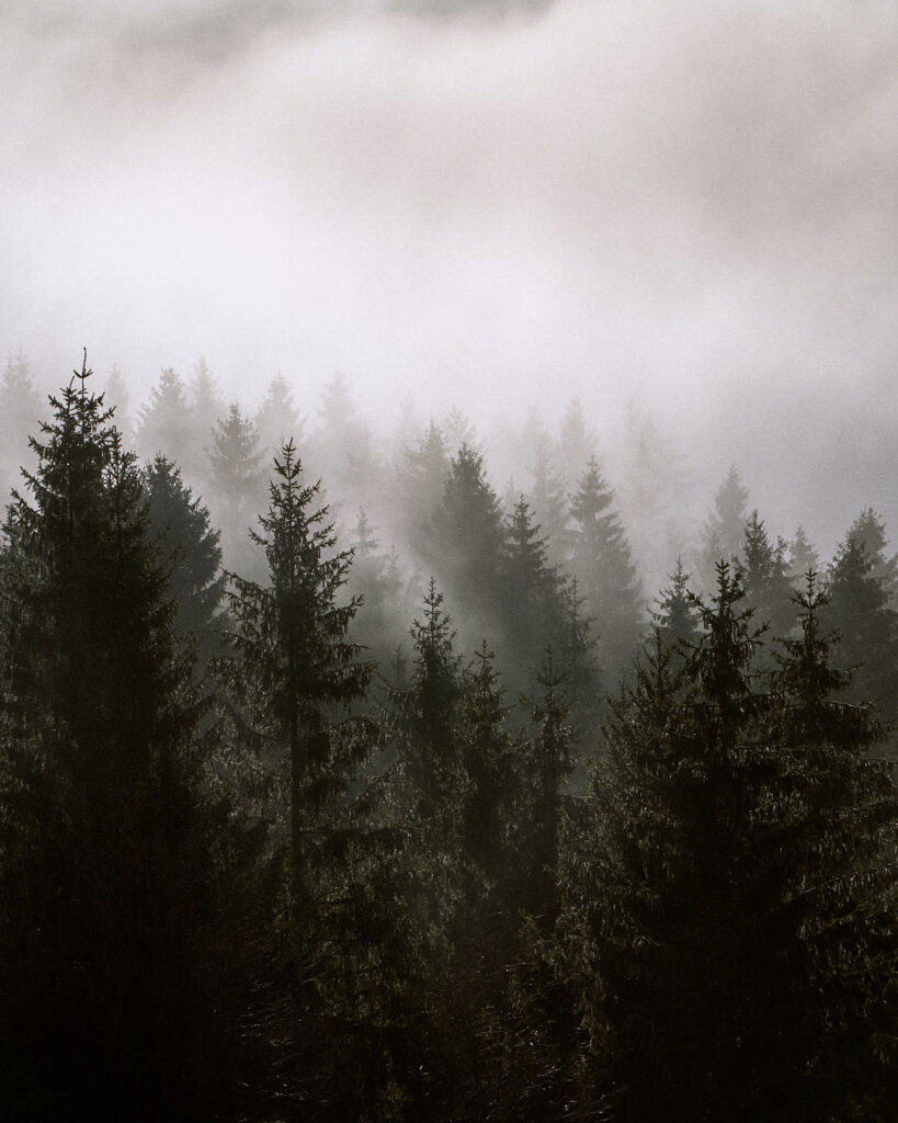 Wald-Meditationen Wurzeltrapp Wildnisschule